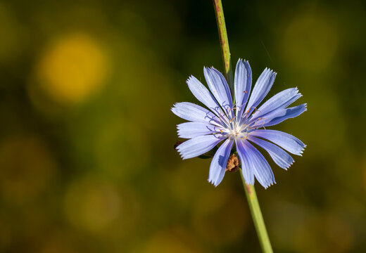 Common chicory (Cichorium intybus) in natural habbitat, Turkey
