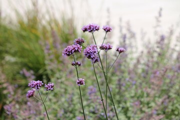 verbena bonariensis flowers