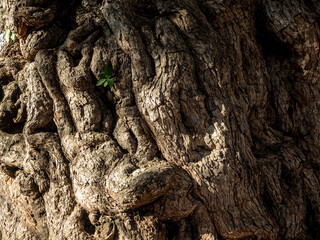 Old crevices, wrinkles and distortions on the trunk of the ancient tamarind tree