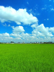 梅雨晴れの郊外の青田風景