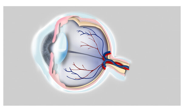Eyes Illustration Science Medical