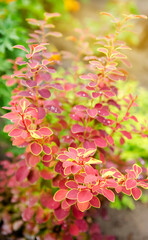 Obraz na płótnie Canvas Blooming barberry shrub in the spring or summer garden. Natural beautiful wallpaper. Selective focus