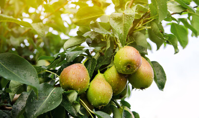 Ripe beautiful green pears grow in the garden. Fruits on the tree after rain. Healthy, natural fruits. Selective focus.