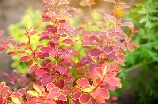 Blooming barberry shrub in the spring or summer garden. Natural beautiful wallpaper. Selective focus