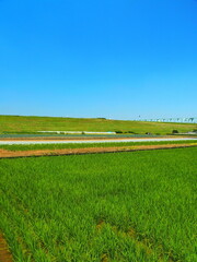 初夏の田圃と畑と江戸川土手風景