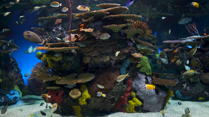 Beautiful fishes
the best relaxing aquarium relax
