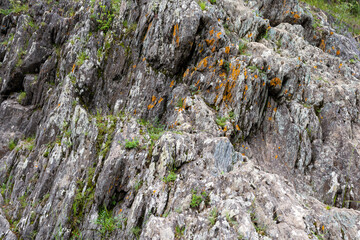 small plants grow directly from the stone wall