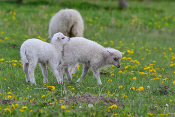 Obraz premium Skudden ,eine alte Haustierrasse 