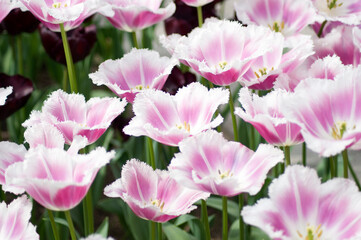 heads of light pink tulips in a flower bed at close range, natural background