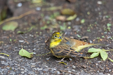 Yellowhammer sitting on the forest floor looking for food