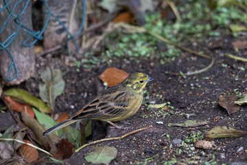 Yellowhammer sitting on the forest floor looking for food