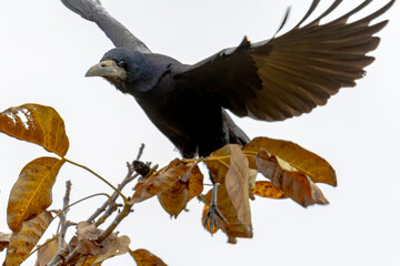 a raven crow sits in a walnut tree and steals nuts
