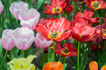 colorful tulips in a flowerbed at close range, natural background