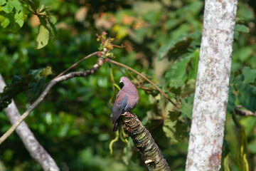 森の枝に止まって首をかしげるアカハシバト