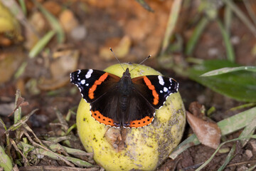 Red admiral sits on an apple