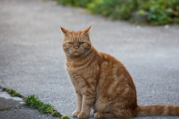 red British Shorthair cat looks grumpy in the camera