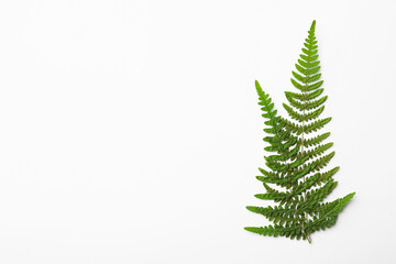 Dried fern leaves on white background, top view