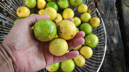 Freshly picked lime from the tree in the morning light.