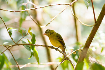 繁みの小枝にとまったキバラメジロハエトリ