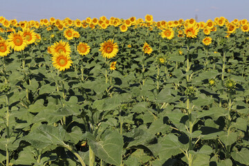sunflowers in the field