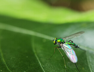 dragonfly on a green leaf