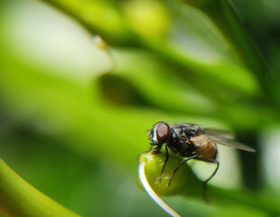 fly on leaf