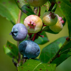Picking Blueberries in July just outside Windsor in Broome County in Upstate NY.  Blueberries riping on the bush.  Bushes are full of ripening berries this summer.  A wet summer helps berries.