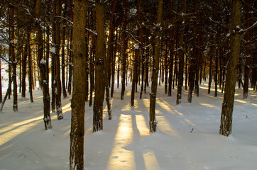 Sunset in the wood between the trees strains in winter period