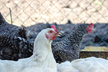 chickens in the pen on the farm. Selective focus
