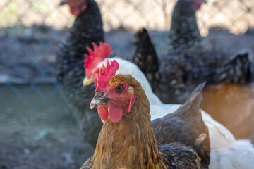 chickens in the pen on the farm. Selective focus