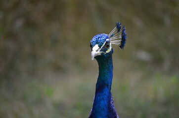 Naklejka premium close up of peacock