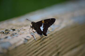 Fototapeta na wymiar butterfly on the fence