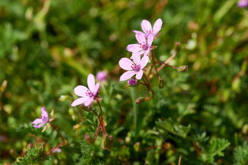 Obraz premium Blüte des Ruprechtskraut (Geranium robertianum) 