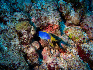 Fototapeta na wymiar Female blue Ribbon eel (Rhinomuraena quaesita) in reef of Andaman sea.
