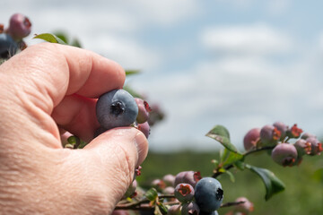 Picking Blueberries in July just outside Windsor in Broome County in Upstate NY.  Blueberries riping on the bush.  Bushes are full of ripening berries this summer.  A wet summer helps berries.
