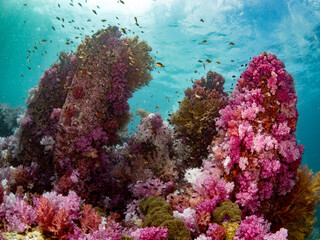 Beautiful and corolful coral reef with tropical fish. Dive site Stonehenge, Lipe island Thailand.