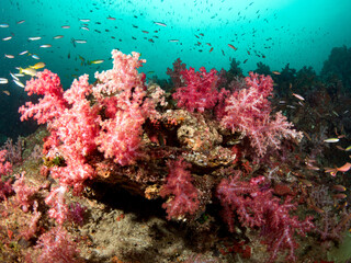 Fototapeta na wymiar Pink soft coral reef and tropical fish.