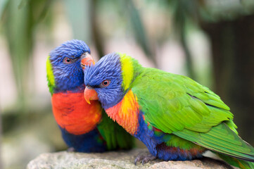 bright multicolored rainbow lorikeet parrot brushing feathers to each other, close-up, natural background