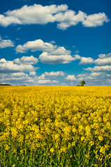 Blühendes Rapsfeld im Frühling