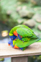 bright multicolored rainbow lorikeet parrot, make love, produce chicks, close-up, natural background