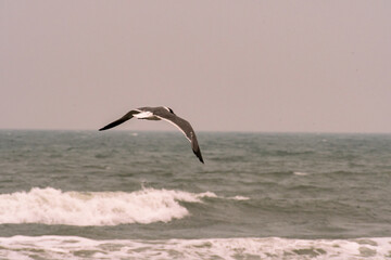 Fototapeta na wymiar Seagull and shore birds flying over the Atlantic Ocean