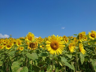 field of sunflowers