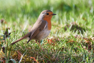 Rotkehlchen (Erithacus rubecula) Vogel des Jahres 2021	
