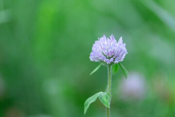 野原のシロツメクサ　8月