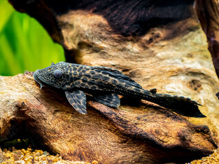 suckermouth catfish or common pleco (Hypostomus plecostomus) isolated in a fish tank with blurred...