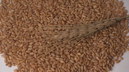 Wheat grains and spikelets on white background.