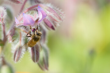 Honigbiene an Borretschblüte