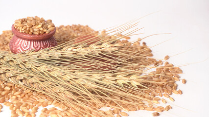 Wheat grains and spikelets on white background.