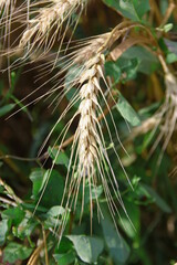 Yellow ears of wheat in a field in August