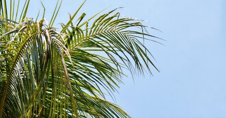 palm tree leaves